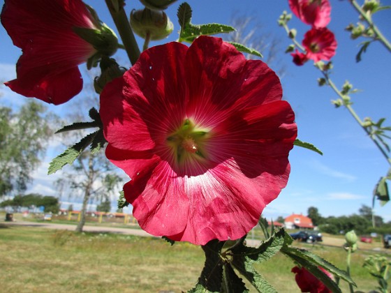 Stockros  
                                 
2019-07-17 Stockros_0076  
Granudden  
Färjestaden  
Öland