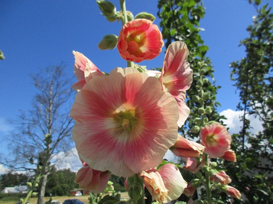 Stockros  
                                 
2019-07-17 Stockros_0078  
Granudden  
Färjestaden  
Öland