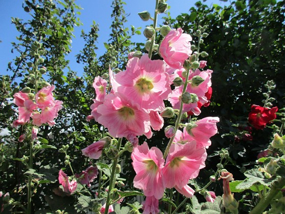 Stockros  
                                 
2019-07-17 Stockros_0080  
Granudden  
Färjestaden  
Öland