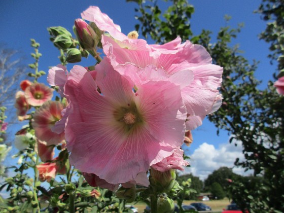 Stockros  
                                 
2019-07-17 Stockros_0081  
Granudden  
Färjestaden  
Öland