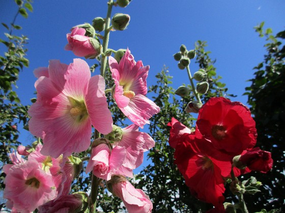 Stockros  
                                 
2019-07-17 Stockros_0082  
Granudden  
Färjestaden  
Öland