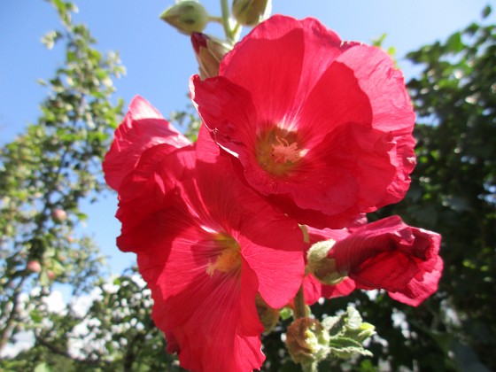 Stockros  
                                 
2019-07-17 Stockros_0083  
Granudden  
Färjestaden  
Öland