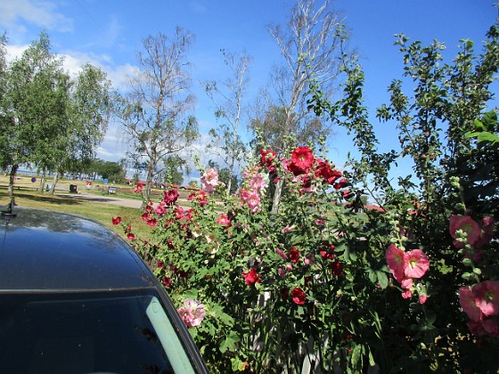 Stockros  
                                 
2019-07-17 Stockros_0088  
Granudden  
Färjestaden  
Öland