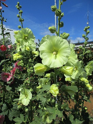 Stockros  
                                 
2019-07-17 Stockros_0091  
Granudden  
Färjestaden  
Öland