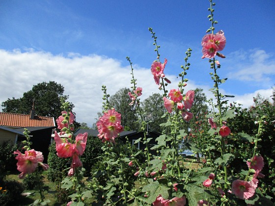 Stockros  
                                 
2019-07-17 Stockros_0092  
Granudden  
Färjestaden  
Öland