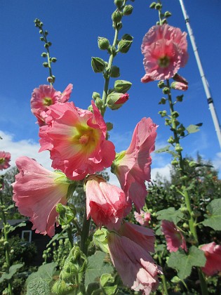 Stockros  
                                 
2019-07-17 Stockros_0095  
Granudden  
Färjestaden  
Öland