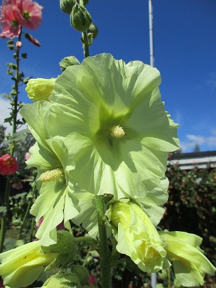 Stockros  
                                 
2019-07-17 Stockros_0098  
Granudden  
Färjestaden  
Öland