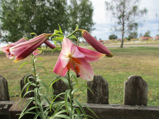                                  
2019-07-22 IMG_0088  
Granudden  
Färjestaden  
Öland