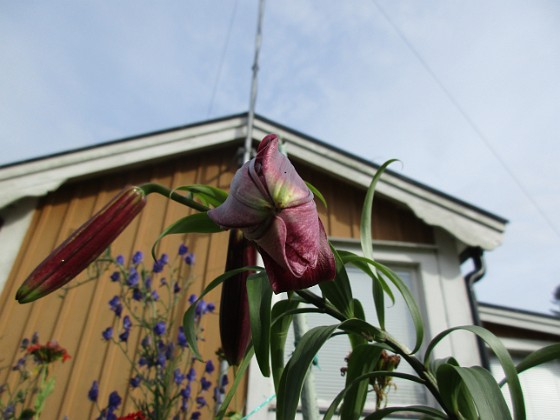                                  
2019-07-22 IMG_0091  
Granudden  
Färjestaden  
Öland