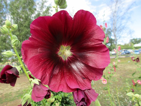 Stockros  
                                 
2019-07-22 Stockros_0016  
Granudden  
Färjestaden  
Öland