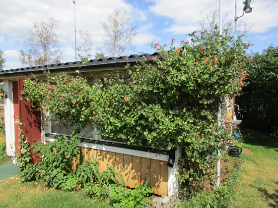 Stugan  
                                 
2019-07-22 Stugan_0051  
Granudden  
Färjestaden  
Öland