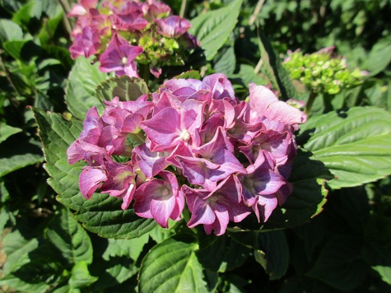 Hortensia  
                                 
2019-07-25 Hortensia_0045  
Granudden  
Färjestaden  
Öland