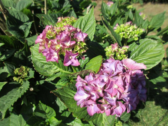 Hortensia  
                                 
2019-07-25 Hortensia_0046  
Granudden  
Färjestaden  
Öland