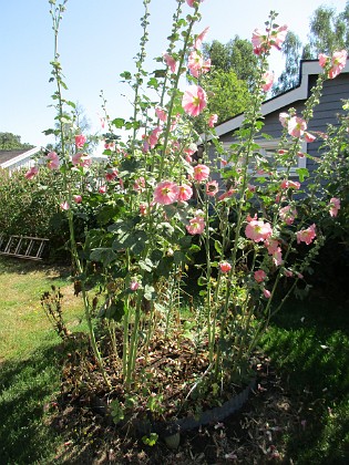                                  
2019-07-25 IMG_0057  
Granudden  
Färjestaden  
Öland