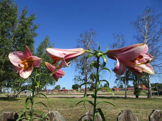 Lilja  
                                 
2019-07-25 Lilja_0037  
Granudden  
Färjestaden  
Öland