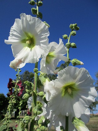 Stockros  
                                 
2019-07-25 Stockros_0004  
Granudden  
Färjestaden  
Öland