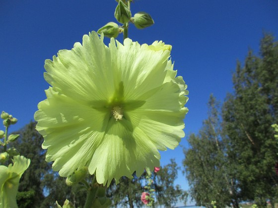 Stockros  
                                 
2019-07-25 Stockros_0005  
Granudden  
Färjestaden  
Öland