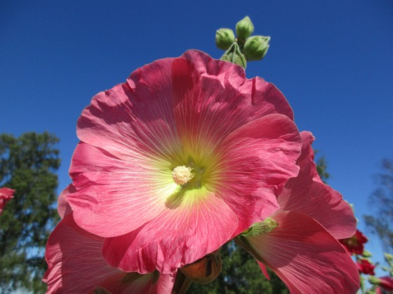 Stockros  
                                 
2019-07-25 Stockros_0006  
Granudden  
Färjestaden  
Öland