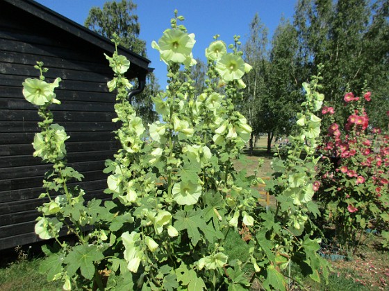 Stockros  
                                 
2019-07-25 Stockros_0008  
Granudden  
Färjestaden  
Öland