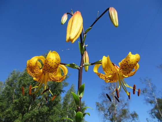 Tigerlilja  
                                 
2019-07-25 Tigerlilja_0020  
Granudden  
Färjestaden  
Öland