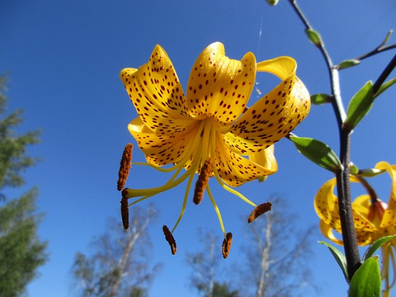 Tigerlilja  
                                 
2019-07-25 Tigerlilja_0022  
Granudden  
Färjestaden  
Öland