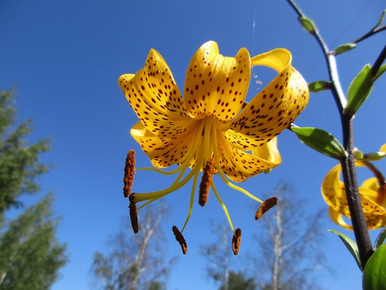 Tigerlilja  
                                 
2019-07-25 Tigerlilja_0025  
Granudden  
Färjestaden  
Öland