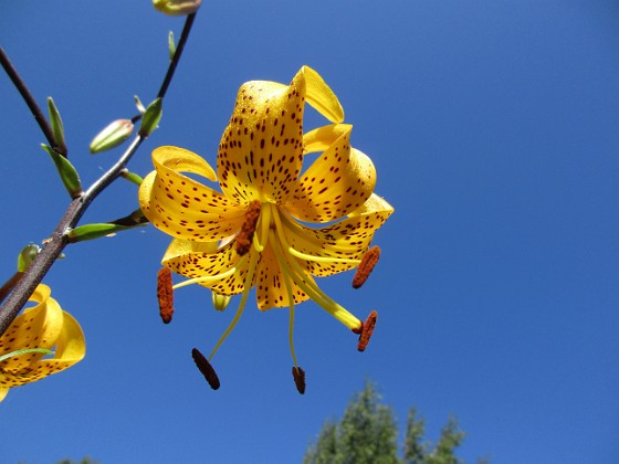 Tigerlilja  
                                 
2019-07-25 Tigerlilja_0028  
Granudden  
Färjestaden  
Öland