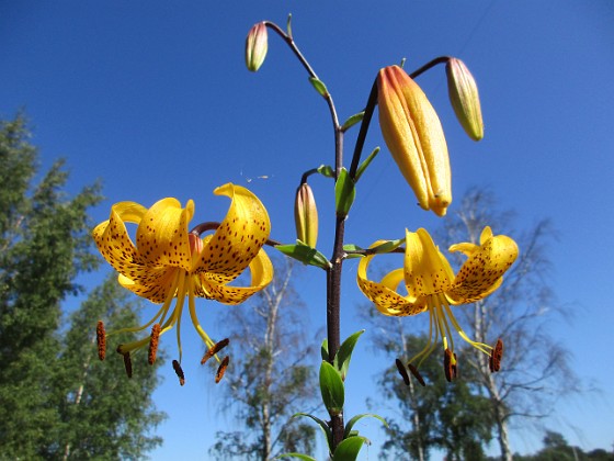 Tigerlilja  
                                 
2019-07-25 Tigerlilja_0035  
Granudden  
Färjestaden  
Öland