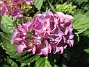 Hortensia  
                                 
2019-07-25 Hortensia_0047