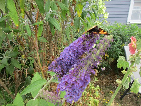 Syrenbuddleja 
Den kallas även för Fjärilsbuske, och man förstår ju varför!                               