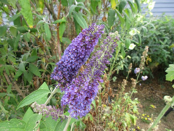 Syrenbuddleja {  } 