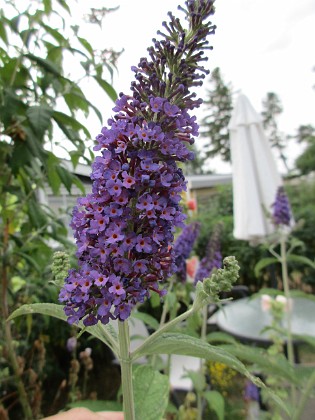 Syrenbuddleja 
                               