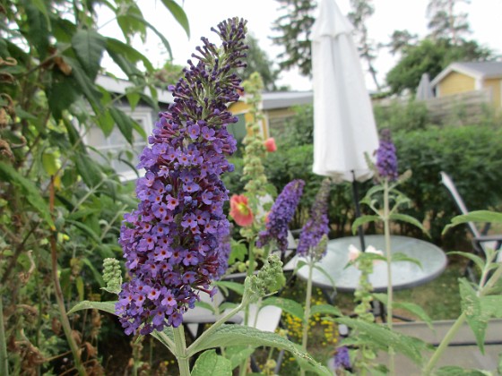 Syrenbuddleja 
                               