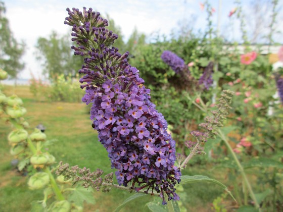 Syrenbuddleja {  } 