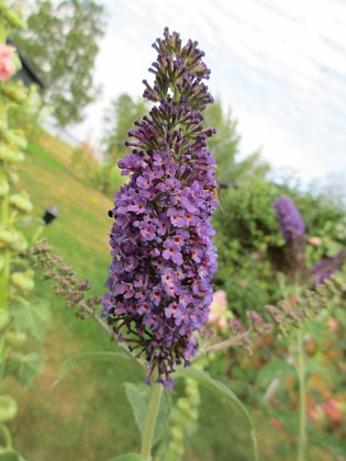 Syrenbuddleja 
                               