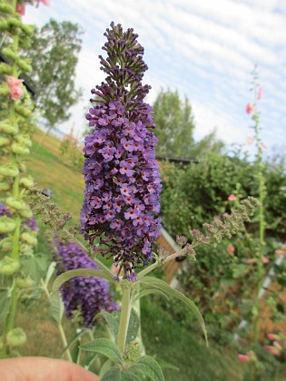 Syrenbuddleja {  } 