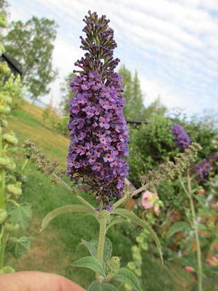 Syrenbuddleja {  } 