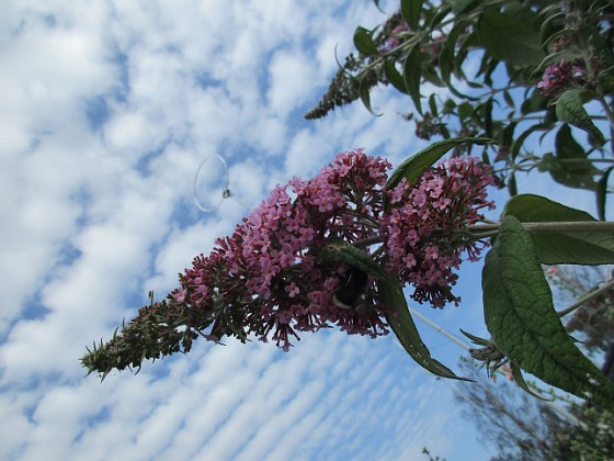 Syrenbuddleja 
                               