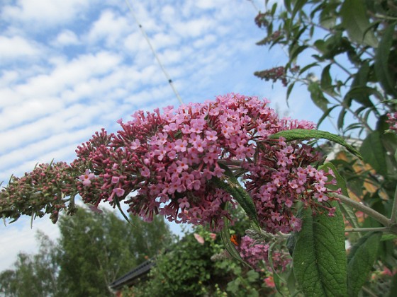 Syrenbuddleja {  } 