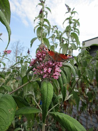 Syrenbuddleja { Den kallas även för Fjärilsbuske, och man förstår ju varför!                                } 