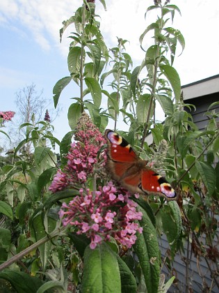 Syrenbuddleja { Den kallas även för Fjärilsbuske, och man förstår ju varför!                                } 