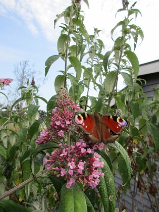 Syrenbuddleja