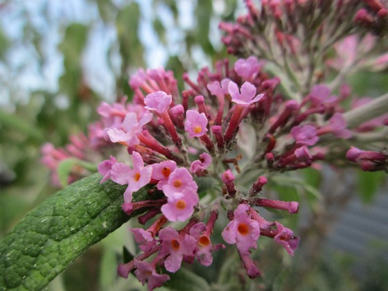 Syrenbuddleja {  } 