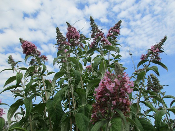 Syrenbuddleja 
                               