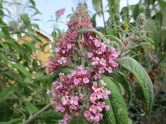 Syrenbuddleja 
                               