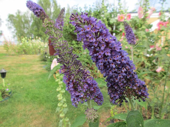 Syrenbuddleja