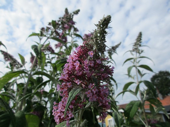 Syrenbuddleja 
                               