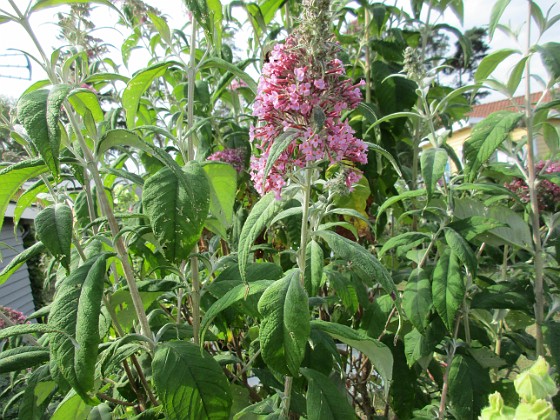 Syrenbuddleja 
                               