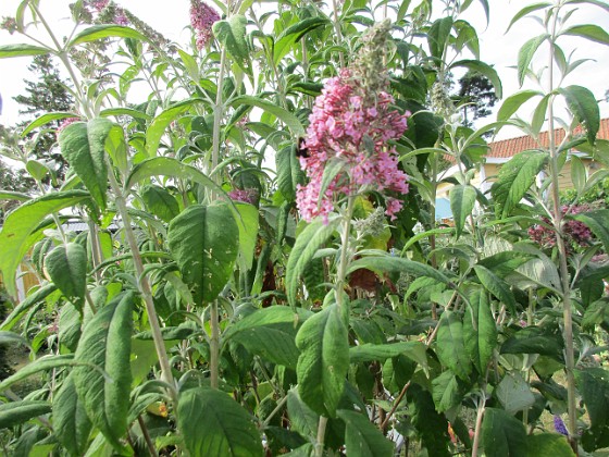 Syrenbuddleja 
                               