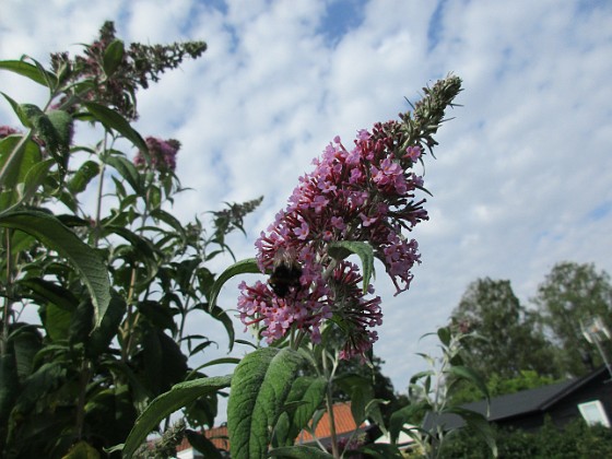 Syrenbuddleja 
                               